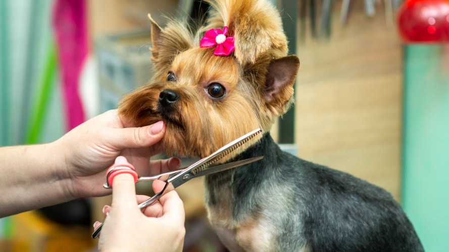 Peluquería canina con Diamod Pets